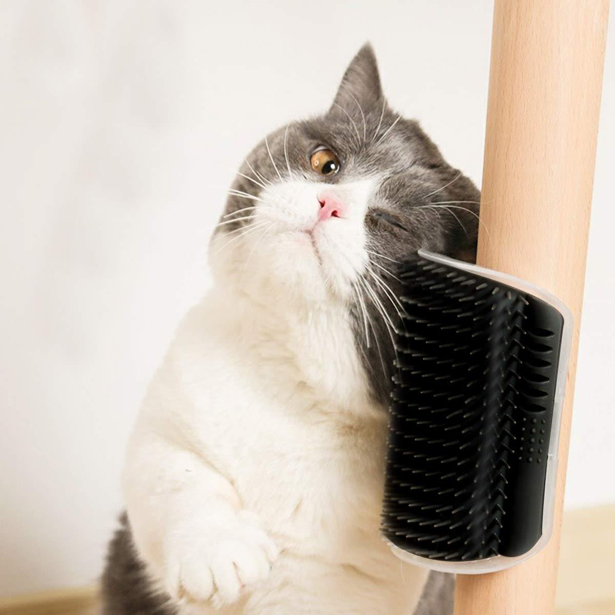 cat smart brush