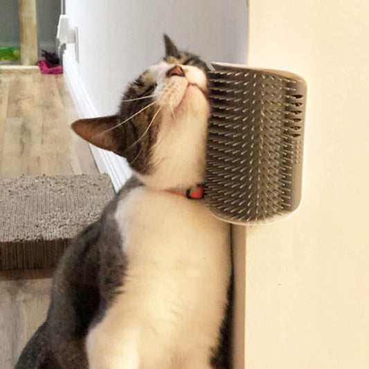 cat smart brush